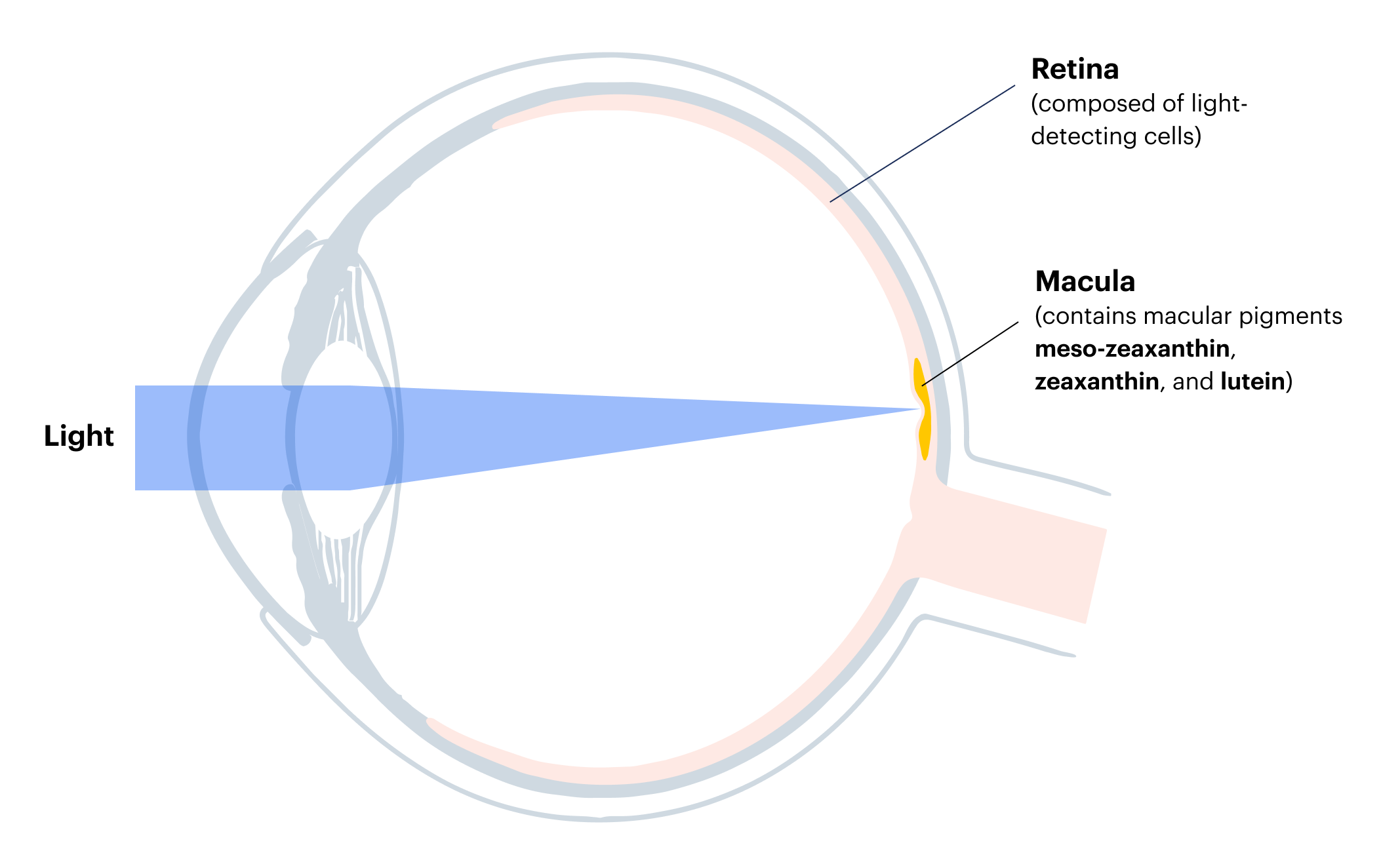 Anatomy of the eye showing the macula and retina